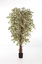 Ficus Lianen Hawaï 90cm