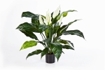 Spathiphyllum De Luxe 73cm