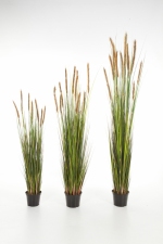 Foxtail grasplant met bruine pluimen 120cm