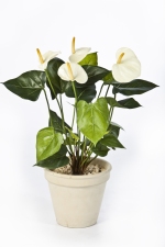 Anthurium de luxe crème 56cm