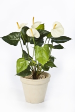 Anthurium de luxe crème 56cm