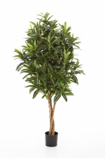 Croton Goldfinger 105cm