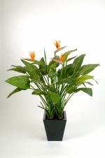 Natural Strelitzia 130cm