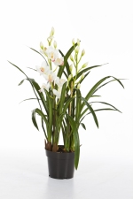 Cymbidium Orchidee 80cm
