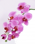 Phalaenopsis roze 75cm 