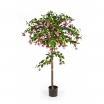 Fuchsia Umbrella Tree 140cm