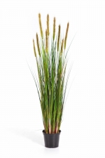 Foxtail grasplant met wit/groene pluim 90cm