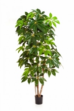 Giant schefflera tree 190cm