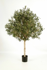 Olijf - Olive tree Natural Topiary 150cm