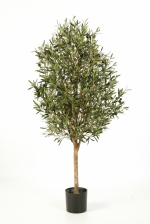 Olijfboom Natural Vine 140cm