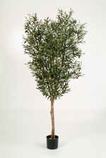 Olijf - Natural Olive tree 120cm