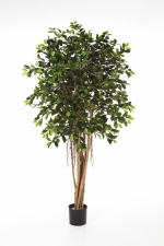 Ficus Retusa 150cm