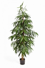 Longifolia Tree 210cm brandvertraagd