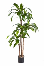 Dracaena Fragrans Steud 120cm