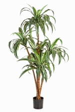 Dracaena 120cm