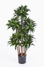 Dracaena Fragrans Compact 120cm