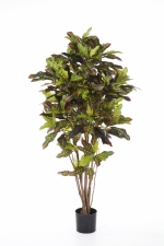 Croton Tree 120cm