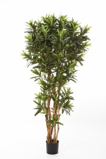 Croton Goldfinger Reflexa 150cm