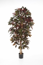 Capensia Bush Tree 150cm