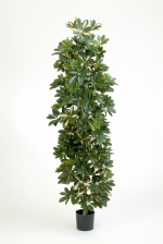 Schefflera Small Column bont 180cm