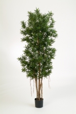 Podocarpus Reflexa 150cm