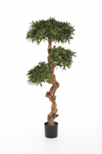 Podocarpus 90cm (tijdelijk niet leverbaar)