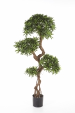 Podocarpus on crazy trunk 135cm