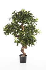 Pittosporum Mountain Tree 120cm