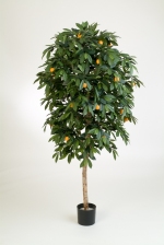 Mandarine Orange Tree 110cm