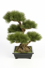 Pinus Bonzai 60cm
