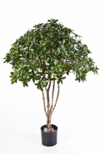 Euonymus Japonica Tree 120cm