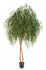 Willow Tree - Treurwilg 240cm