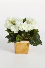 Begonia Bush 20cm Crème