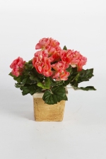 Begonia Bush 20cm Hard Roze