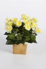 Begonia Bush 20cm Geel