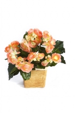 Begonia Bush 20cm Geel/Perzik