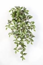 Wandering Jew Hangplant 70cm