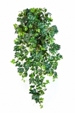 Grape Ivy Hangplant 90cm