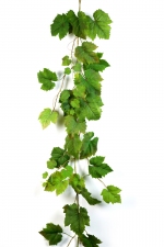 Grape Leaf - Groen Druivenblad 180cm