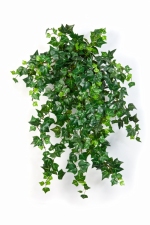 Mini English Ivy 55cm 