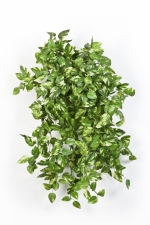 Mini Pothos Bush 50cm