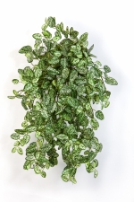 Mini Hypoestes 50cm