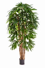 Raphis Palm 120cm