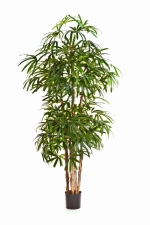 Natural Raphis Palm 110cm