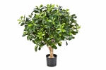 Pittosporum Bolboom 65cm