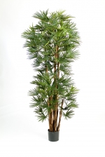 Baby Fan Palm 150cm