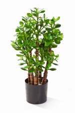 Crassula Ovata 60cm 