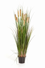 Cattail grass - Kattestaart 120cm