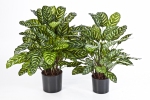 Calathea groen deluxe 78cm