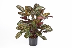 Calathea rood deluxe 78cm